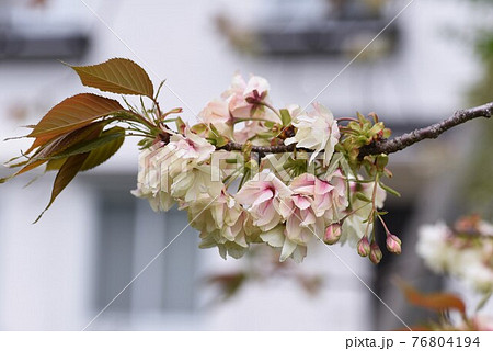 スモモの花 76804194