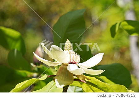 白いホオノキの花 白いホオノキの花 76804515