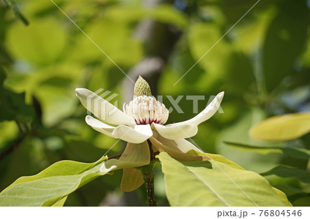 白いホオノキの花 76804546