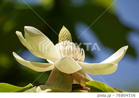 白いホオノキの花 白いホオノキの花 76804556