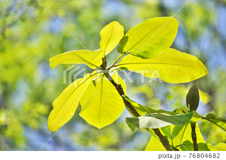 ホオノキの葉（四月） 76804682