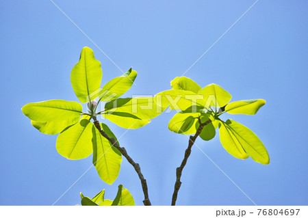 ホオノキの葉（四月） 76804697