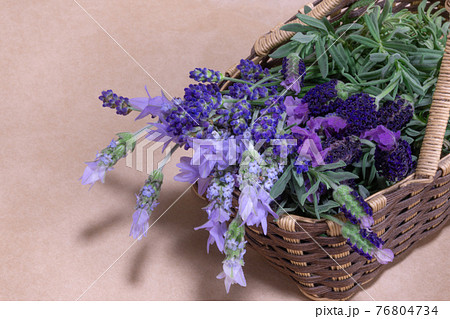 収穫したラベンダー 76804734