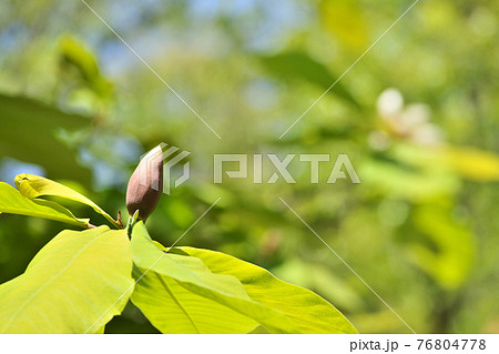 ホオノキの蕾 ホオノキの蕾 76804778