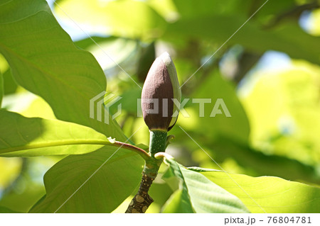 ホオノキの蕾 ホオノキの蕾 76804781