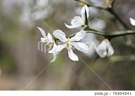 白 白色 ホワイト 76804941