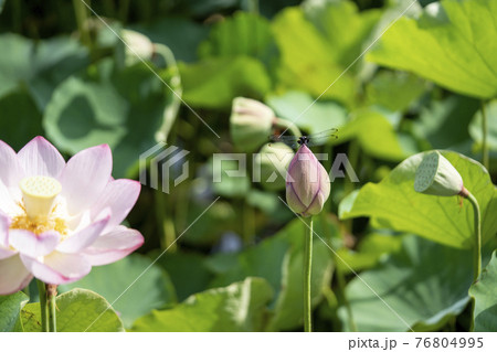 原始蓮とトンボ 76804995