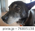 かわいい黒い犬の顔のクローズアップ 76805138