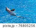 Cute gray dolphins swim in blue water. copy space, place for your text. bottlenose dolphins, wild marine mammals. blank for advertising swimming with dolphins, dolphinarium, shows, aquarium, 76805256