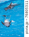 Cute gray dolphins swim in blue water. copy space, place for your text. bottlenose dolphins, wild marine mammals. blank for advertising swimming with dolphins, dolphinarium, shows, aquarium, 76805311