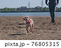 man trains plays with a dog. English cocker spaniel pet runs along the sandy bank of the river with the owner. outdoor games with a pet dog in a rural landscape 76805315