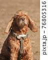 the light brown spaniel dog squints at the sun and enjoys the sunset. concept of enjoying the life of hugg, harmony unity with nature meditation 76805316