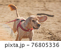 cocker spaniel pet in a red collar runs along the sandy bank of the river. funny dog with big ears and brush tail. Outdoor activities in the countryside, carefree summer atmosphere 76805336