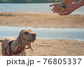 concept of care love for pets, taming a dog by people. cocker spaniel pet runs to the owner. man woman holds out hands to his dog. Outdoor spring summer activities 76805337