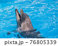 Trained dolphin in the aquarium, dolphinariums. show with dolphins. the trainer works with a trained dolphin. 76805339