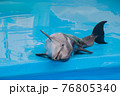 Cute sad trained dolphin performs in dolphinarium, aquarium. wild animals in poor conditions. animal cruelty, abuse, wildlife conservation, greenpeace, animal welfare 76805340