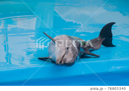 Cute sad trained dolphin performs in dolphinarium, aquarium. wild animals in poor conditions. animal cruelty, abuse, wildlife conservation, greenpeace, animal welfare 76805340
