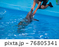 veterinarian examines a trained dolphin. a young white male vet put his hand in the mouth of a dolphin. veterinary medicine, treatment of marine wildlife. caring for animals. dental examination. 76805341