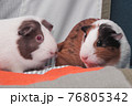 A pair of guinea pigs at home. Closeup portrait of a lovely pet. Unpretentious rodent pet. Cute cavy. Guinea pig with red eyes. 76805342
