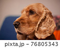 Cute pet spaniel dog in a cozy home environment. A sad look of a fluffy puppy. Light red english spaniel. closeup portrait. 76805343