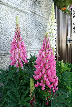 ルピナスの花 ルピナスの花 76805598