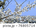 桜と町並み 76805714