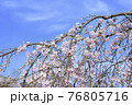 シダレザクラと青空 76805716