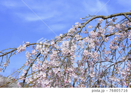 シダレザクラと青空 76805716