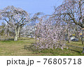 高台に咲くベニシダレザクラ 76805718