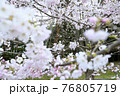 咲き始めの桜 76805719