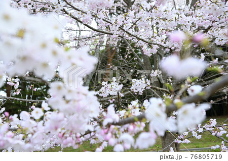 咲き始めの桜 76805719