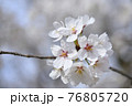 春の日差しと桜の花びら 76805720