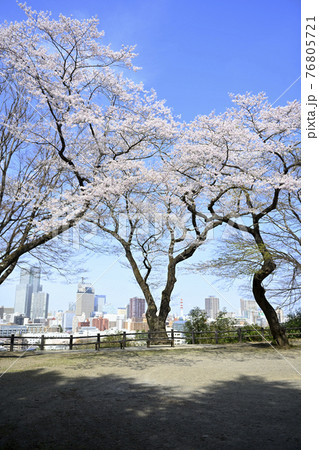 桜と街並み 桜と街並み 76805721