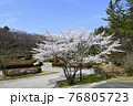 公園の中に咲く桜 76805723