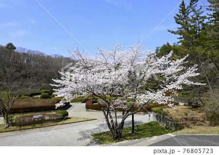 公園の中に咲く桜 76805723