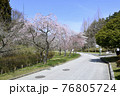 公園の中に咲く桜 76805724