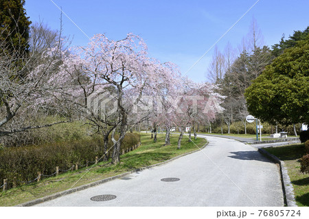公園の中に咲く桜 76805724