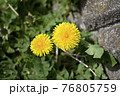 道端に咲くタンポポ 76805759