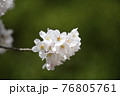 春の日差しと桜の花びら 76805761