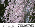 咲き始めのシダレザクラ 76805763