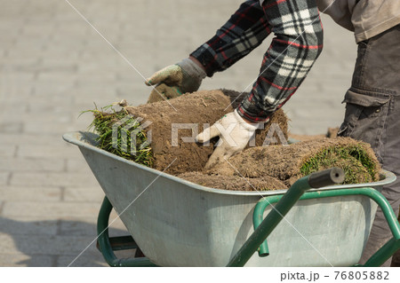 Natural Grass Turf Professional Installer. Gardener Installing Natural Grass Turfs Creating Beautiful Lawn Field Natural Grass Turf Professional Installer. Gardener Installing Natural Grass Turfs Creating Beautiful Lawn Field 76805882