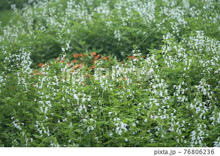 白いサルビアの写真素材