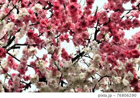 一木に白梅紅梅 76806290