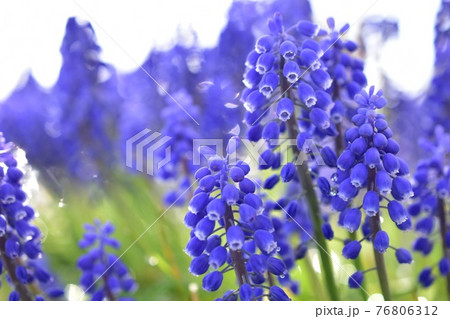 春に咲いたムスカリ 76806312