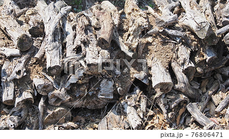 キャンプのイメージ(まき) キャンプのイメージ(まき) 76806471