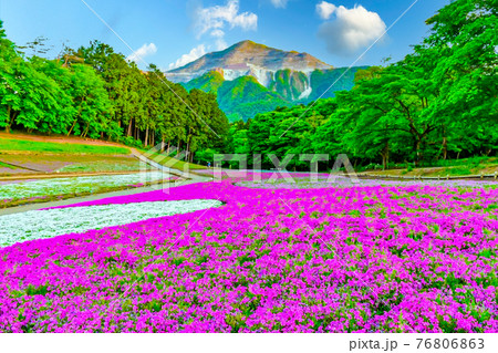 芝桜と山 芝桜と山 76806863