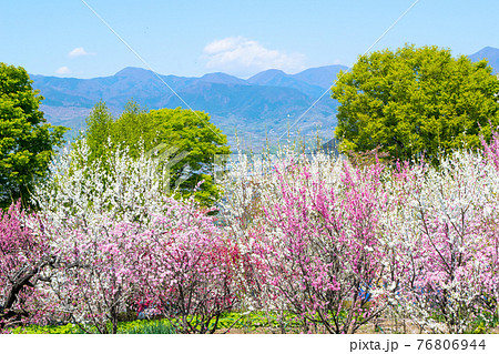 山梨県　春の桃源郷　花モモ園　釈迦堂PA地区 76806944