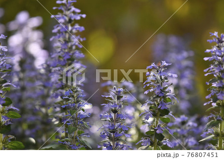 夕陽に染まるアジュガレプタンス 夕陽に染まるアジュガレプタンス 76807451