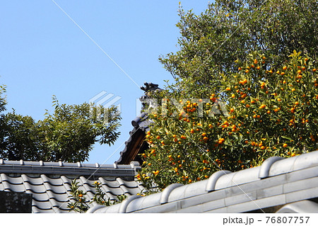 お寺と果実 76807757