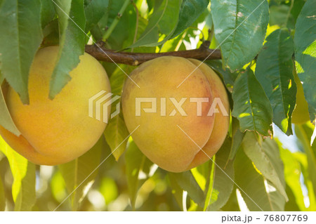 ripe peaches on a tree close-up and sunbeams 76807769